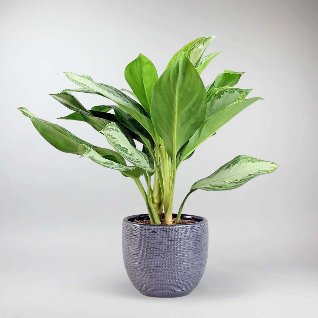 Chinese evergreen- Plants that dont need sun