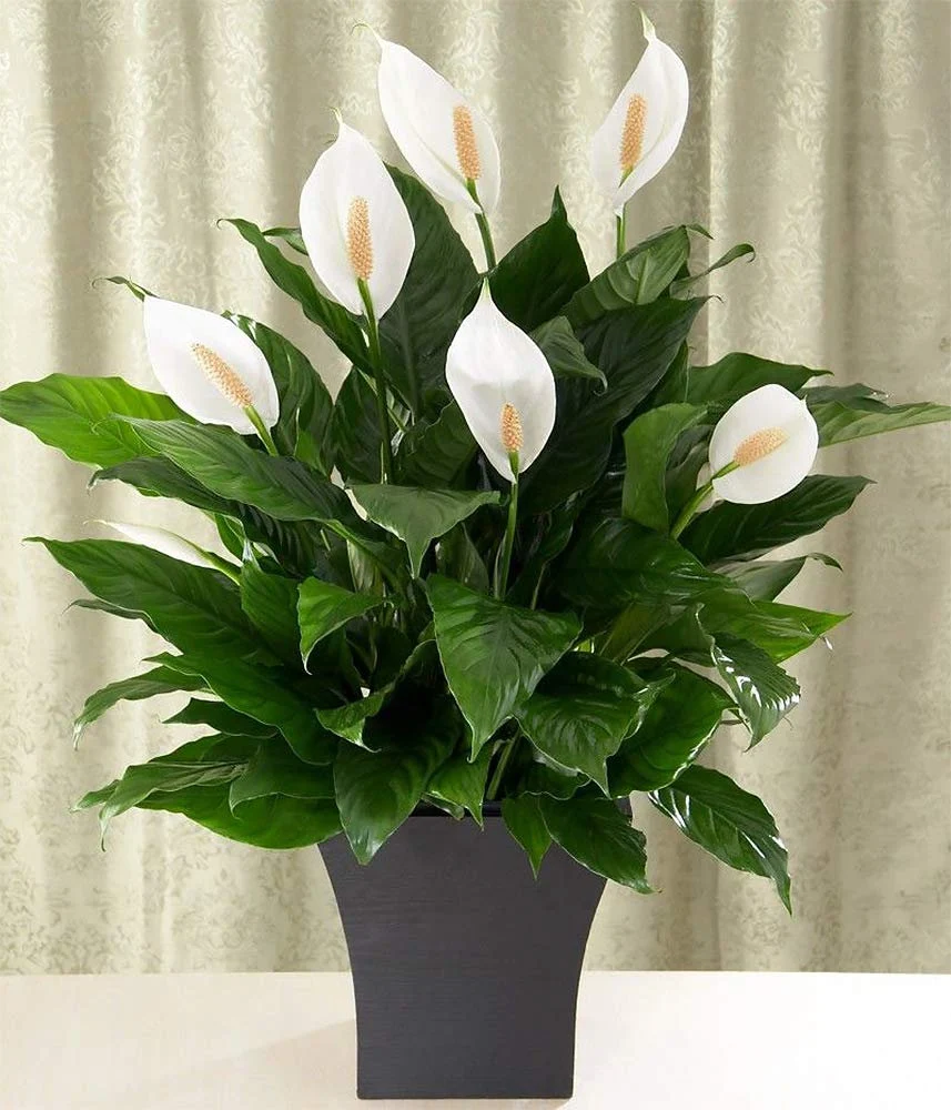 Peace lily Office plant