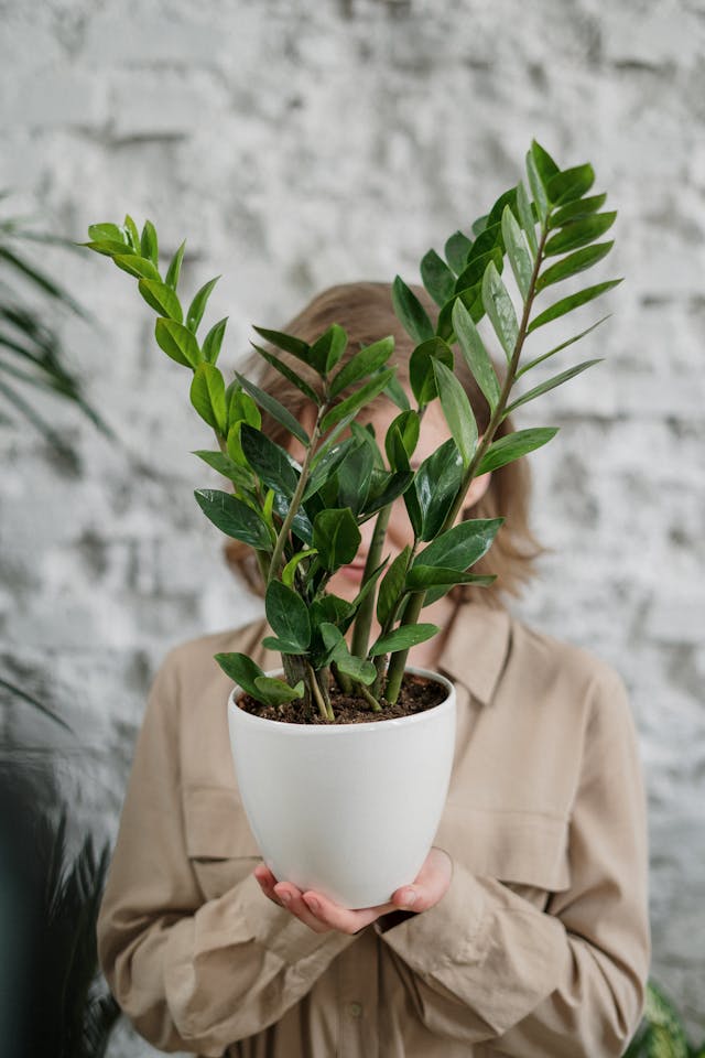 Office plant