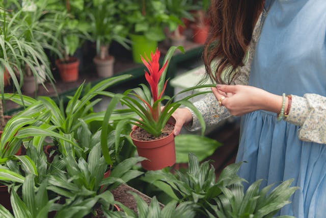 Office plants