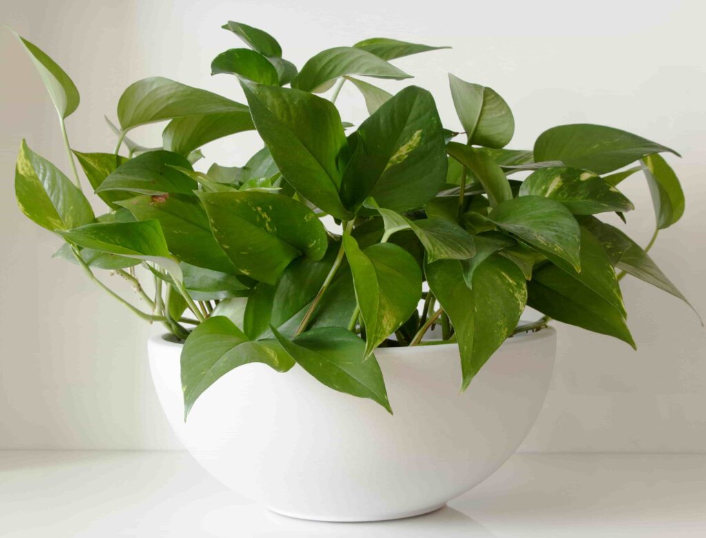 Pothos - Office plants 