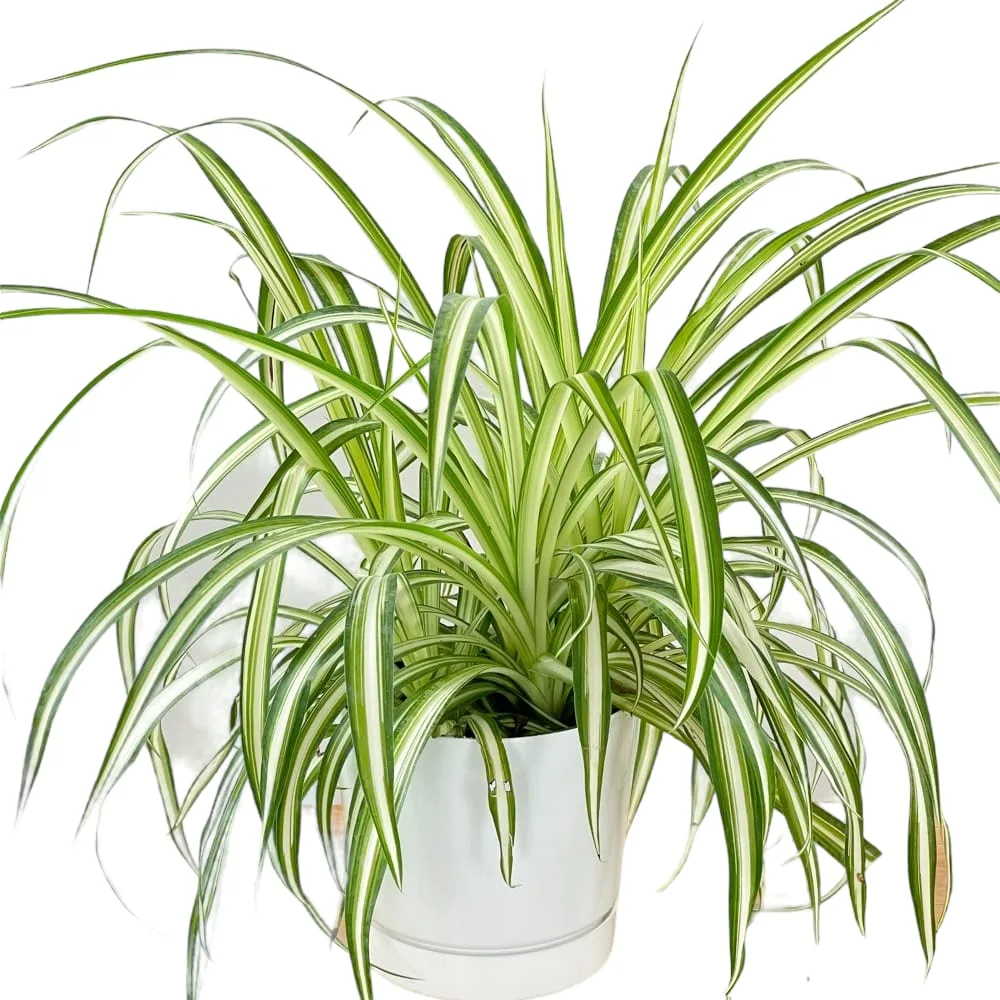 Spider Plant- Plants that dont need sun