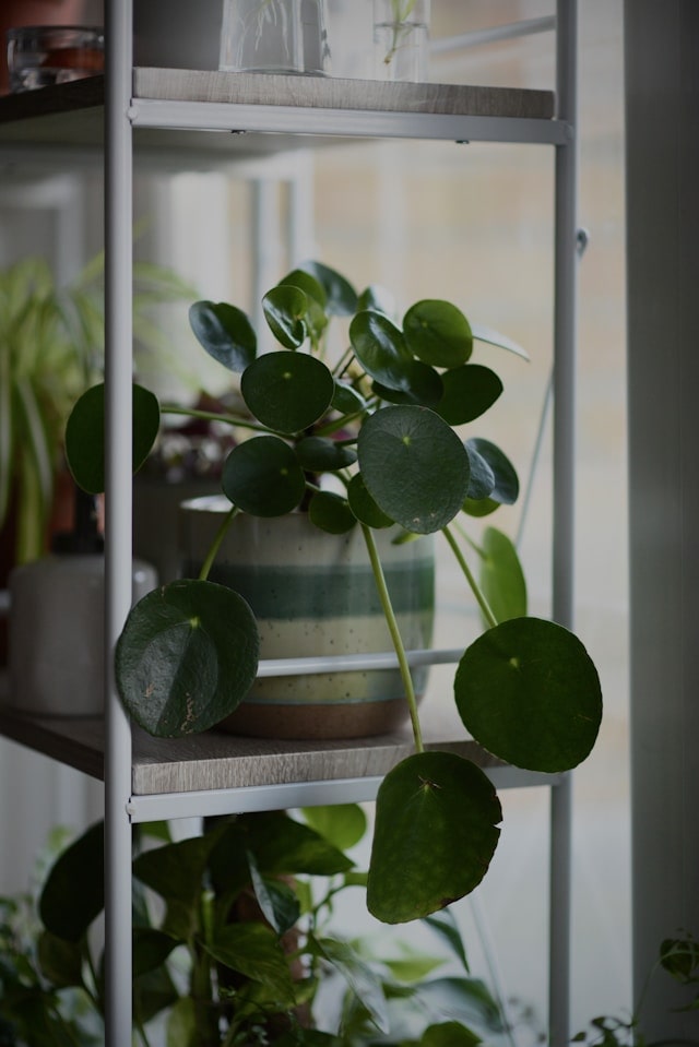 office plants