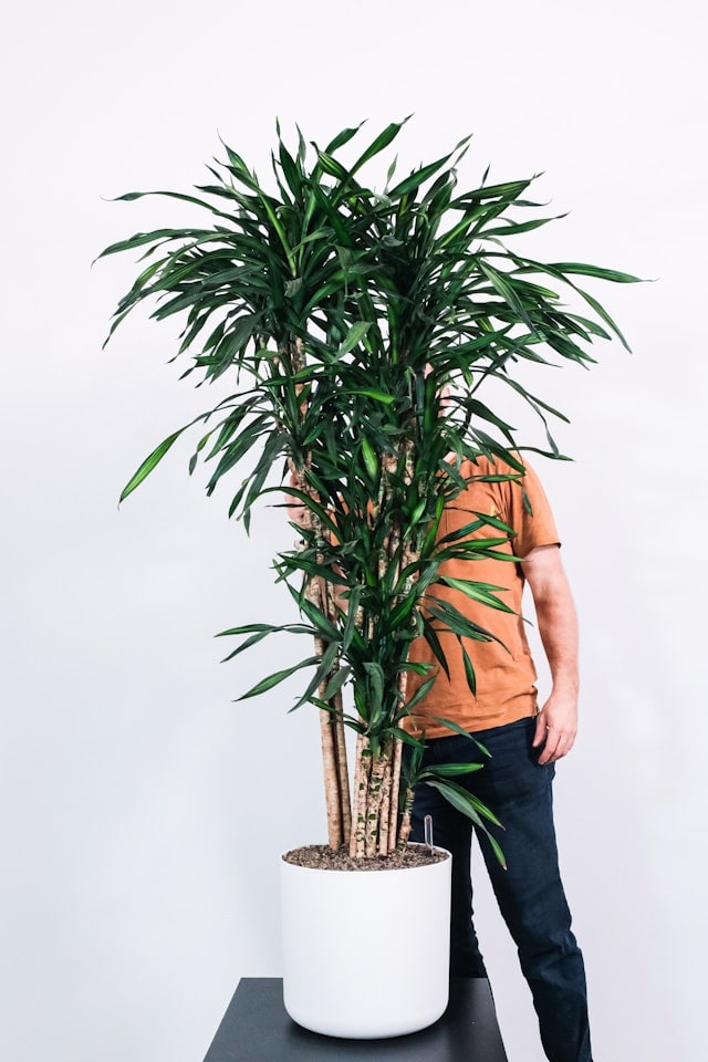 office plant