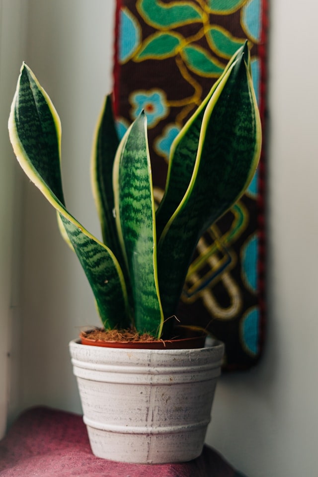 low light plants