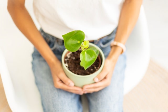 Peperomia 