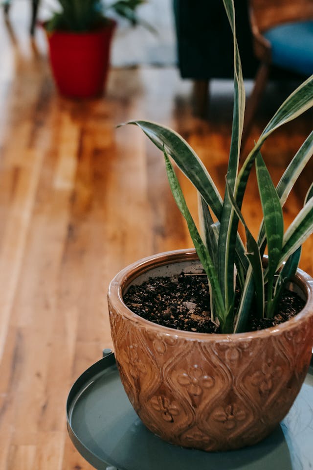 low light plants