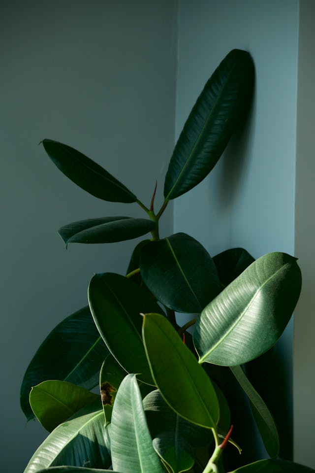 Rubber Plant