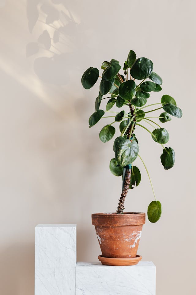 office plants