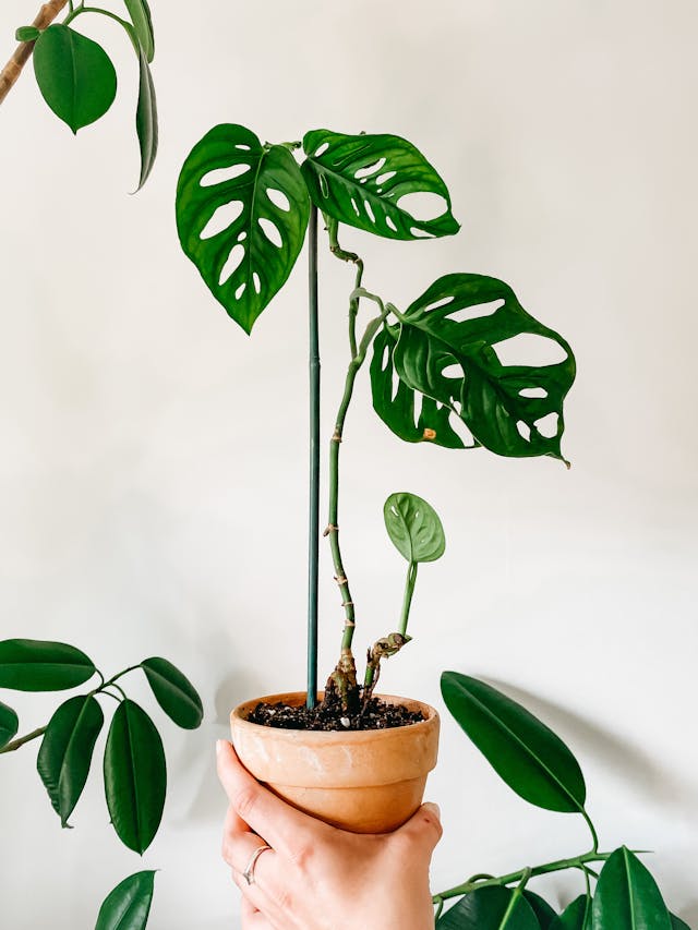 Monstera 